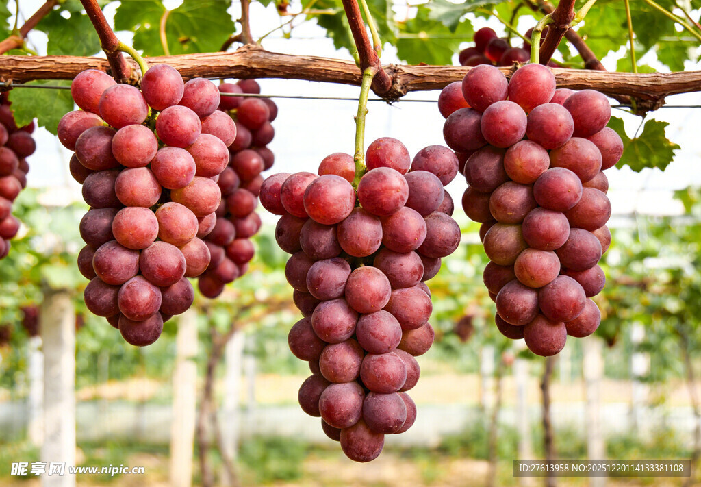 葡萄架上的红葡萄