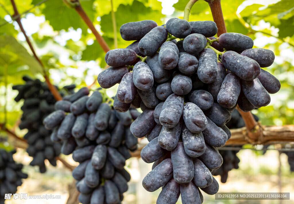 长粒葡萄挂于枝头