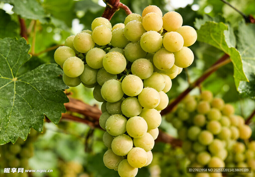 枝头的白葡萄