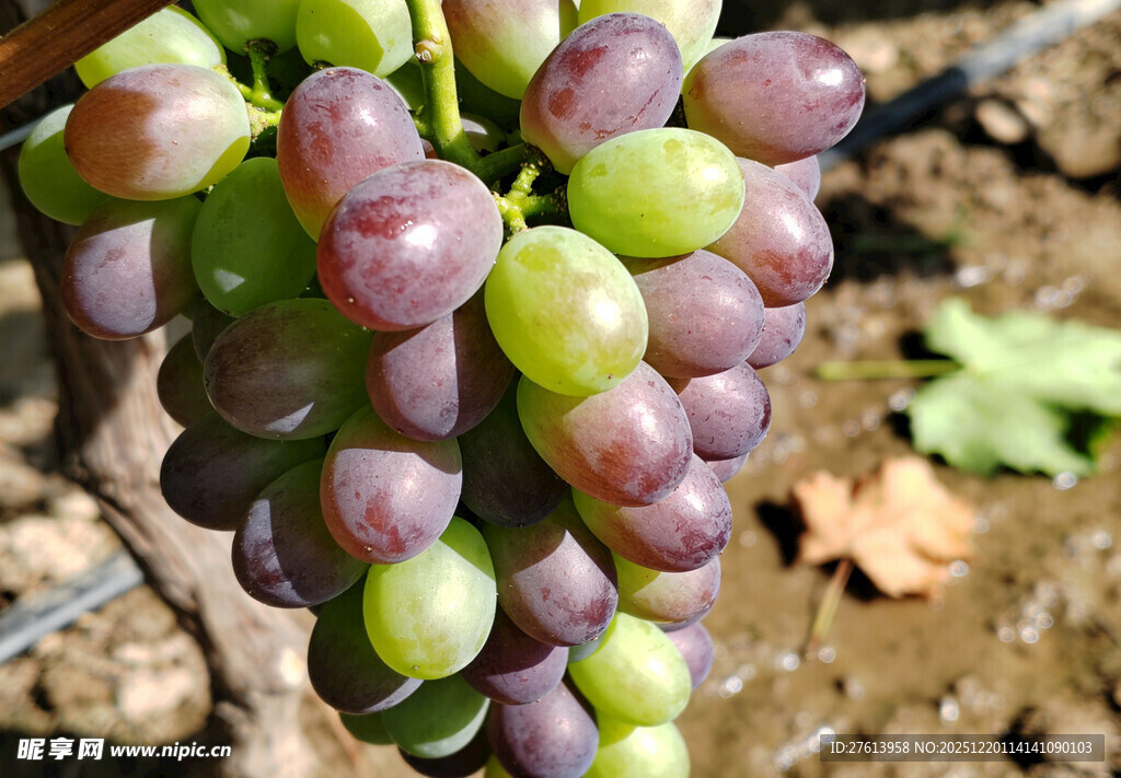 一串紫绿相间的葡萄
