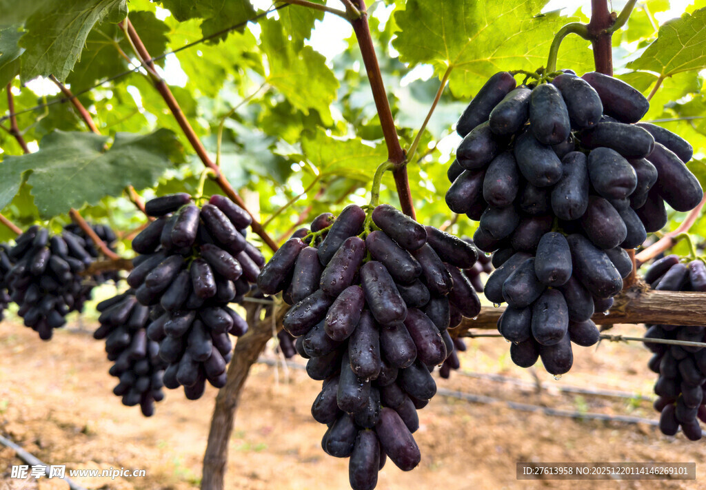 蓝宝石葡萄挂在藤上