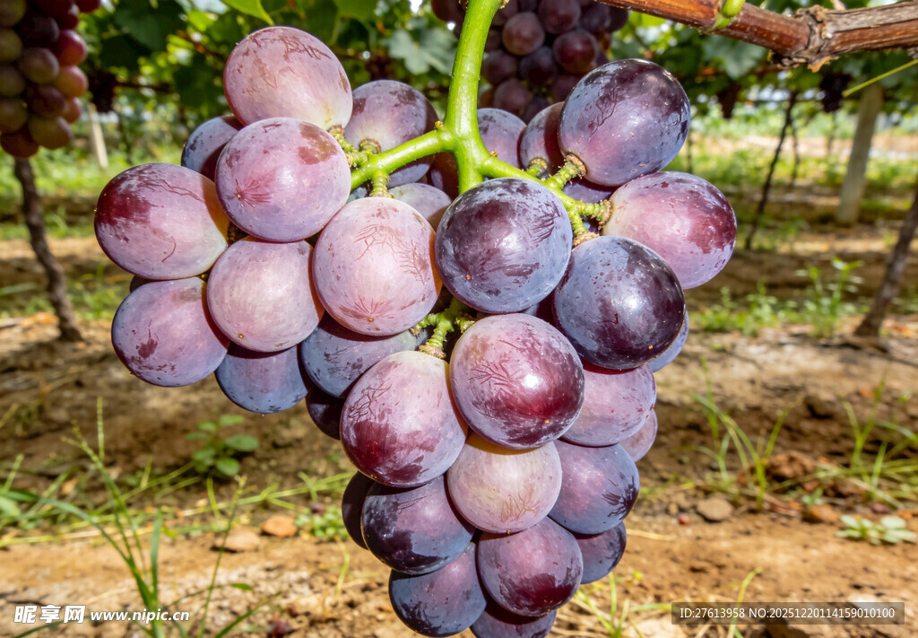 紫葡萄挂于枝头