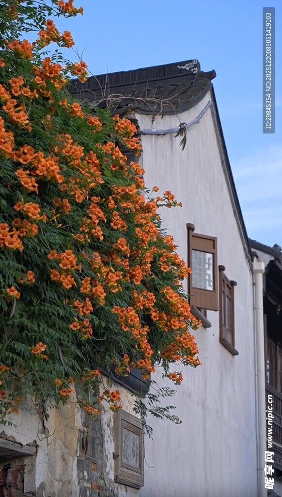 白墙旁的绚烂橙色凌霄花
