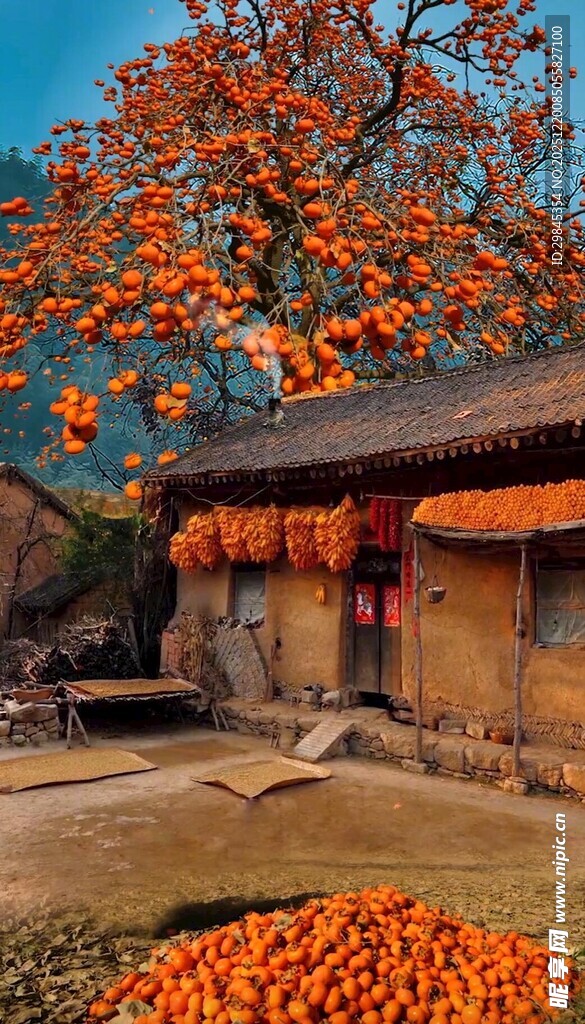 秋日古宅前的累累硕果