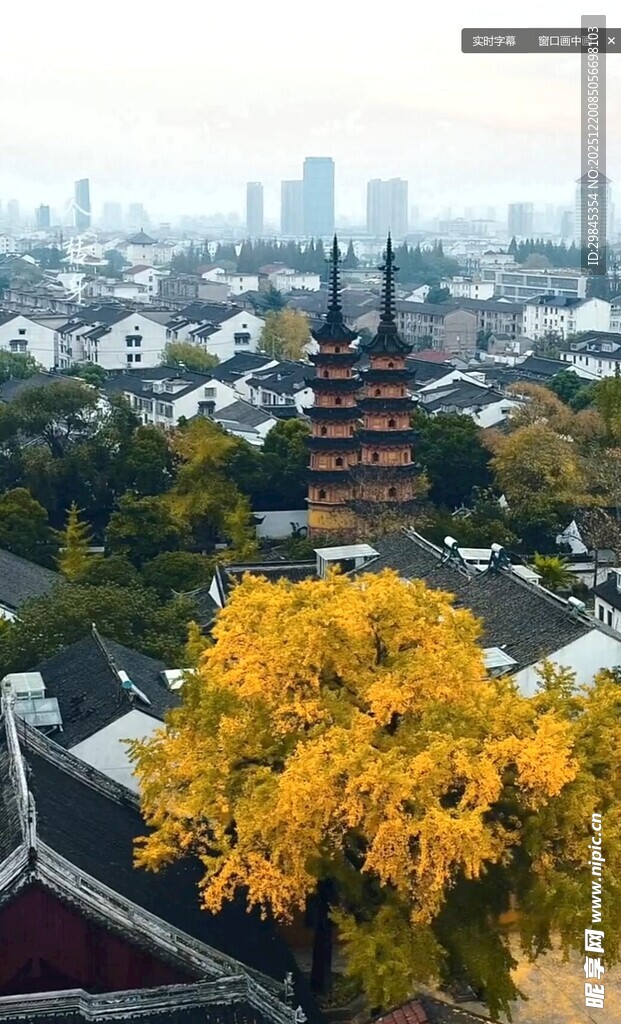 古塔黄叶映衬城市风光
