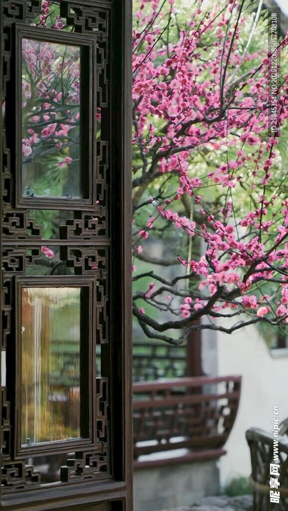 中式庭院中的烂漫花枝