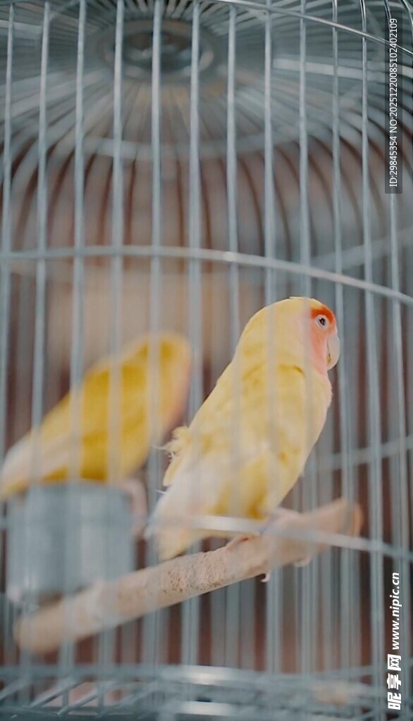 笼中黄鹦鹉