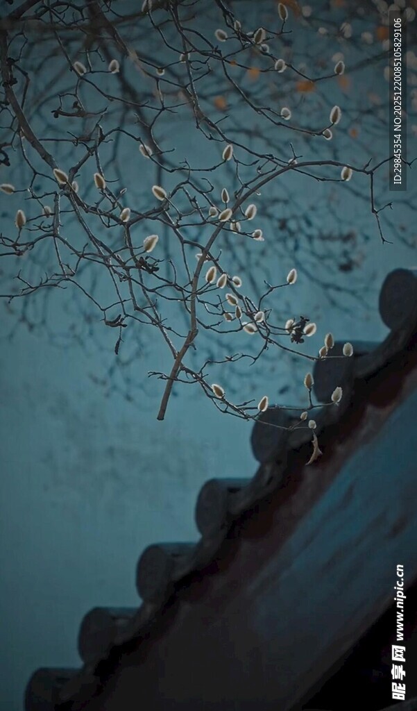 屋檐树梢间的静谧景致