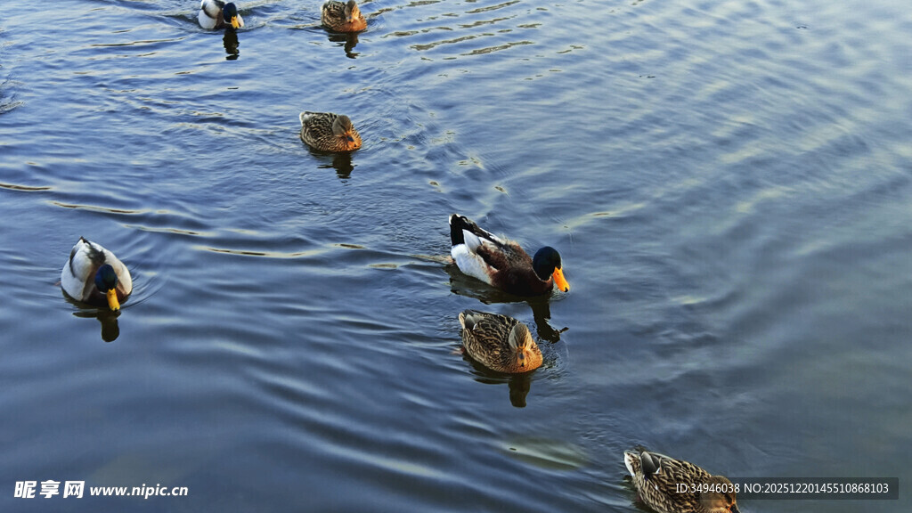 水面上悠游的一群野鸭