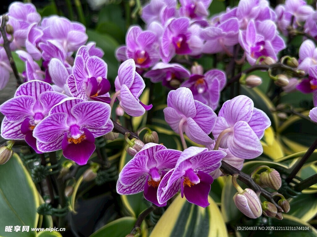 紫色蝴蝶兰绽放的美丽
