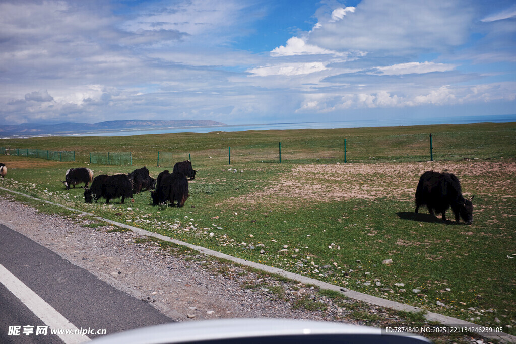 公路旁草原上的黑色牛群