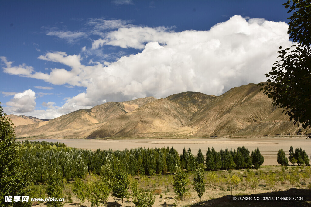 壮丽山景下的葱郁树林