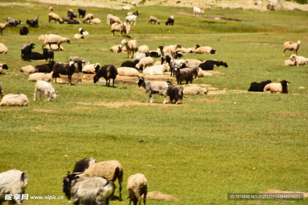 草原上的牛羊群