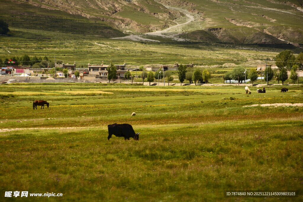 草原上的牛群与美丽风光
