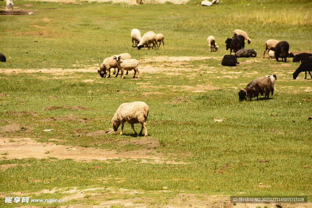 草原上的牛羊群