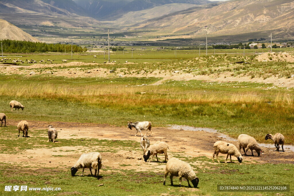 草原羊群悠然觅食
