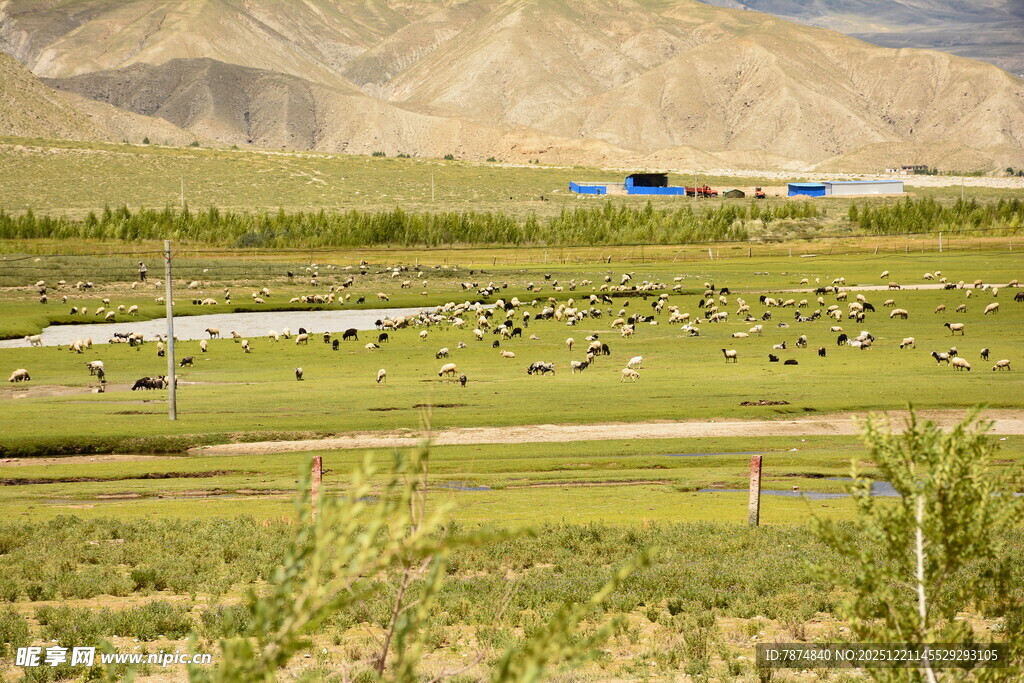 草原风光 广袤天地间的生机