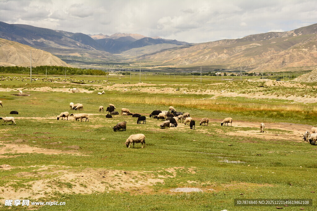 草原羊群风景图