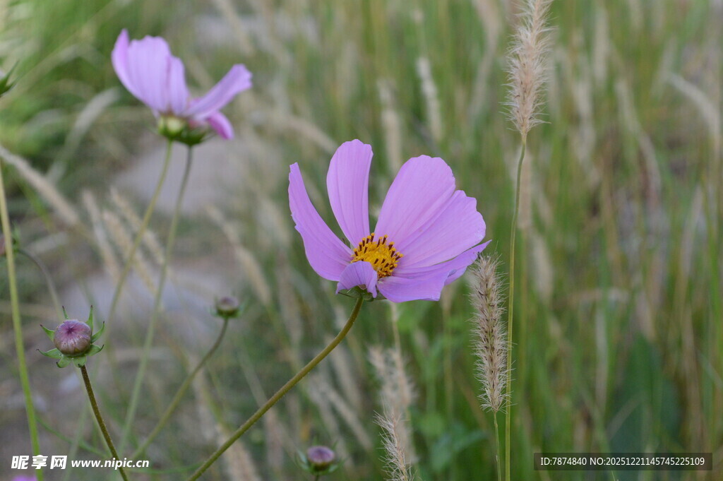 田野中的两朵粉色格桑花