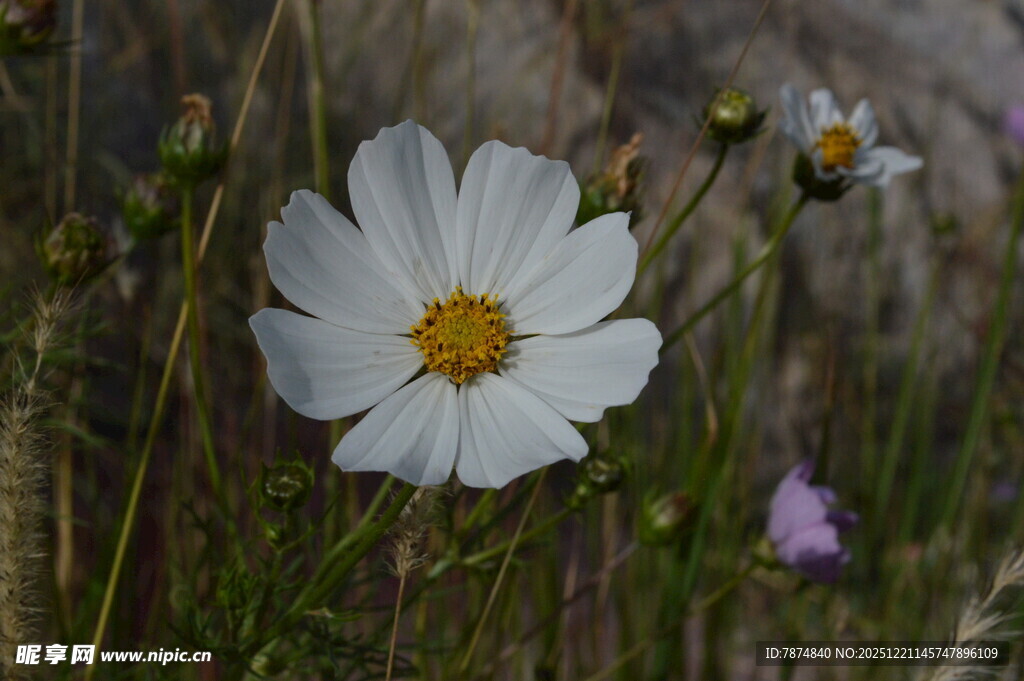 田野中的白色波斯菊