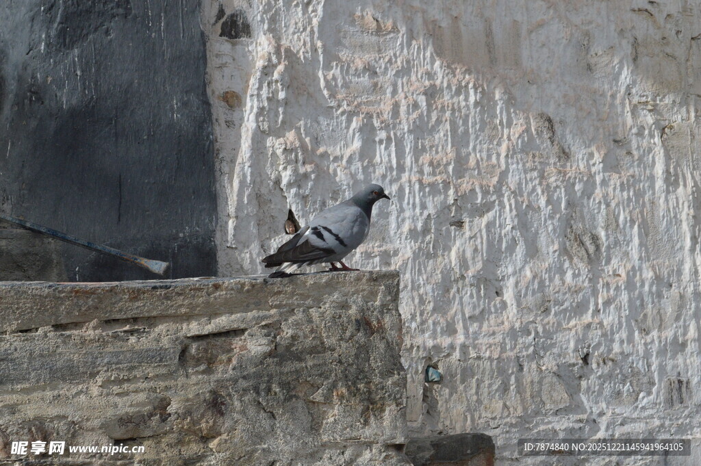 石台上的两只鸟儿