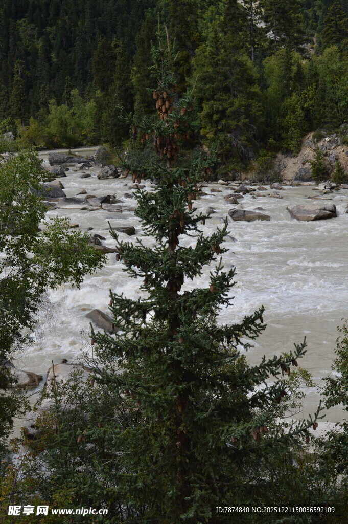 溪边挺拔的翠绿松树