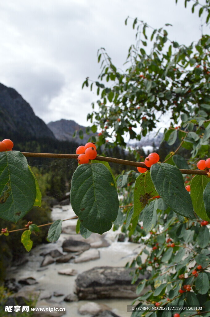 山间溪边挂果的繁茂植株