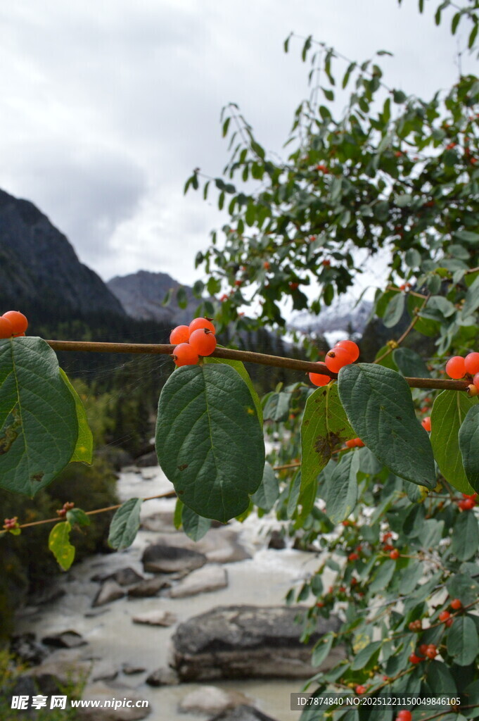 溪边挂果的繁茂植物