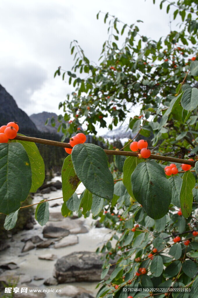 溪边枝头挂满鲜艳柿子