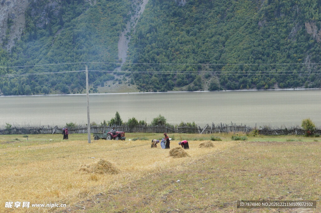 田野间的劳作场景