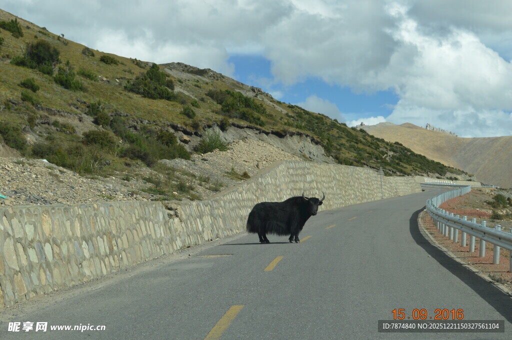 公路上独行的黑色牦牛