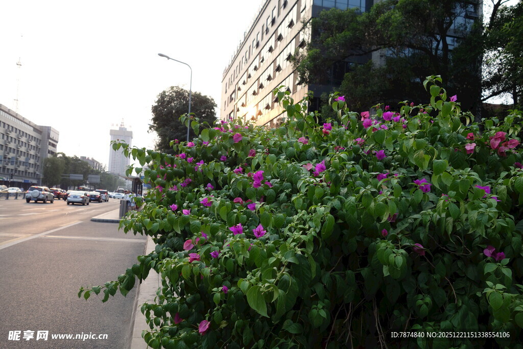 路边繁花绿植装点之路