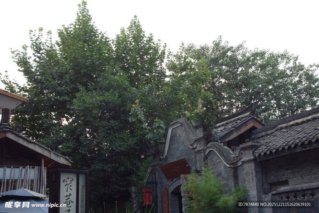 古巷民居旁的葱郁绿树