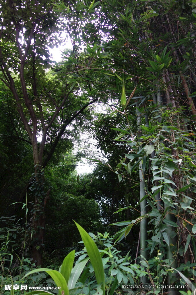 茂密丛林绿意景观