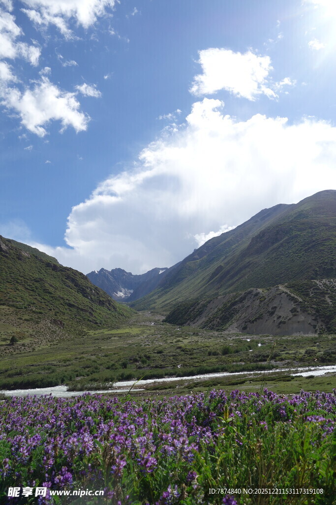 山间花海蓝天白云美景