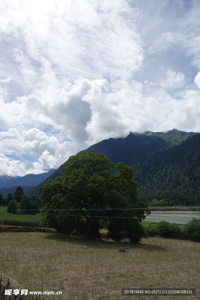 田园风光中的孤树与远山