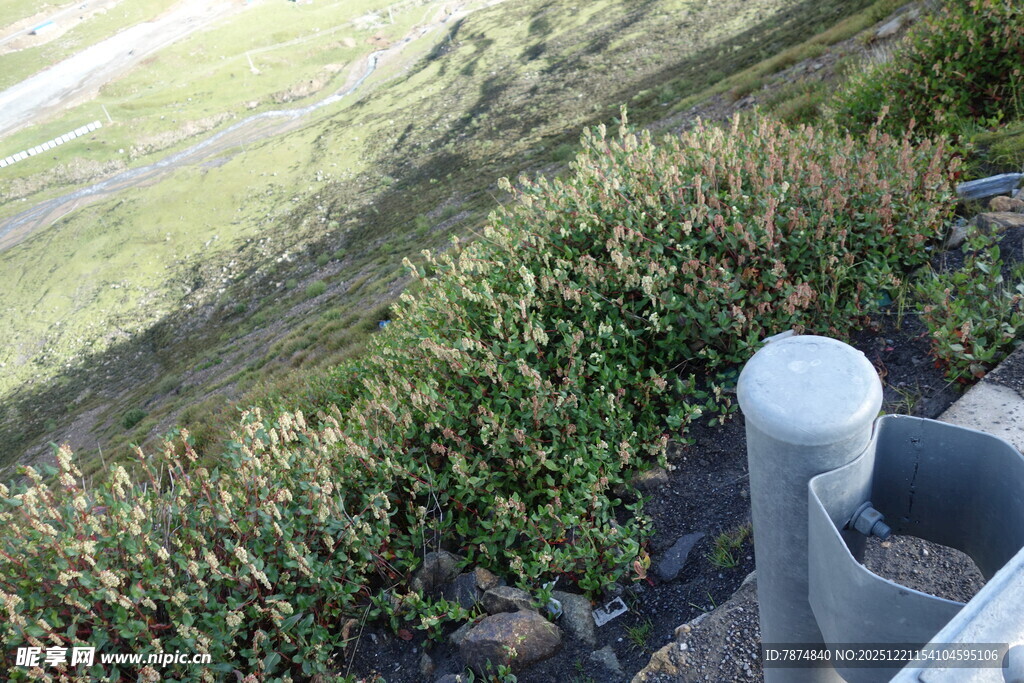 户外绿植旁的白色柱体