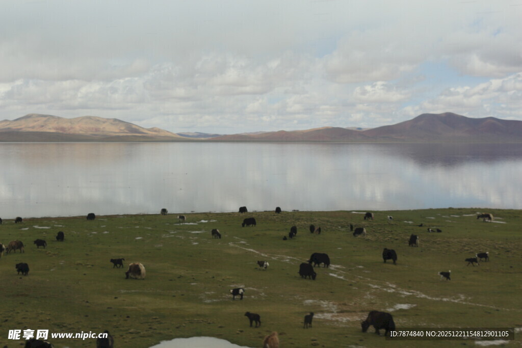 草原湖畔的牦牛群景