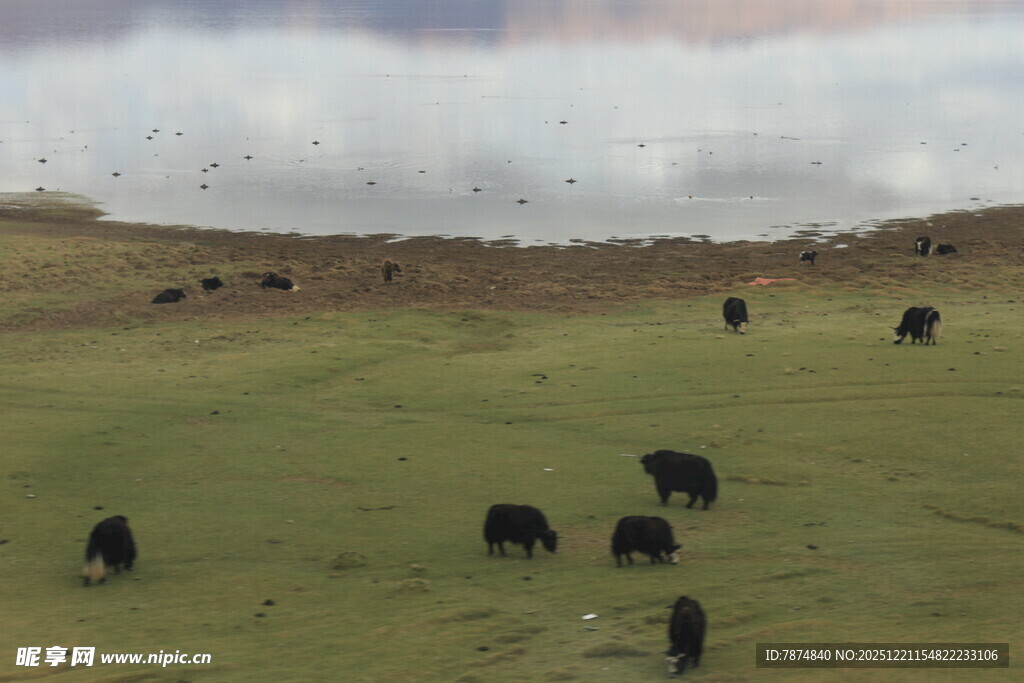 草原上的牦牛群