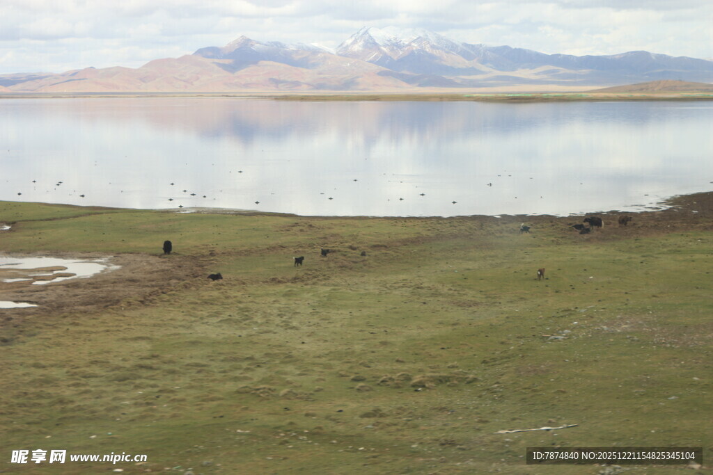 草原湖畔的动物群景