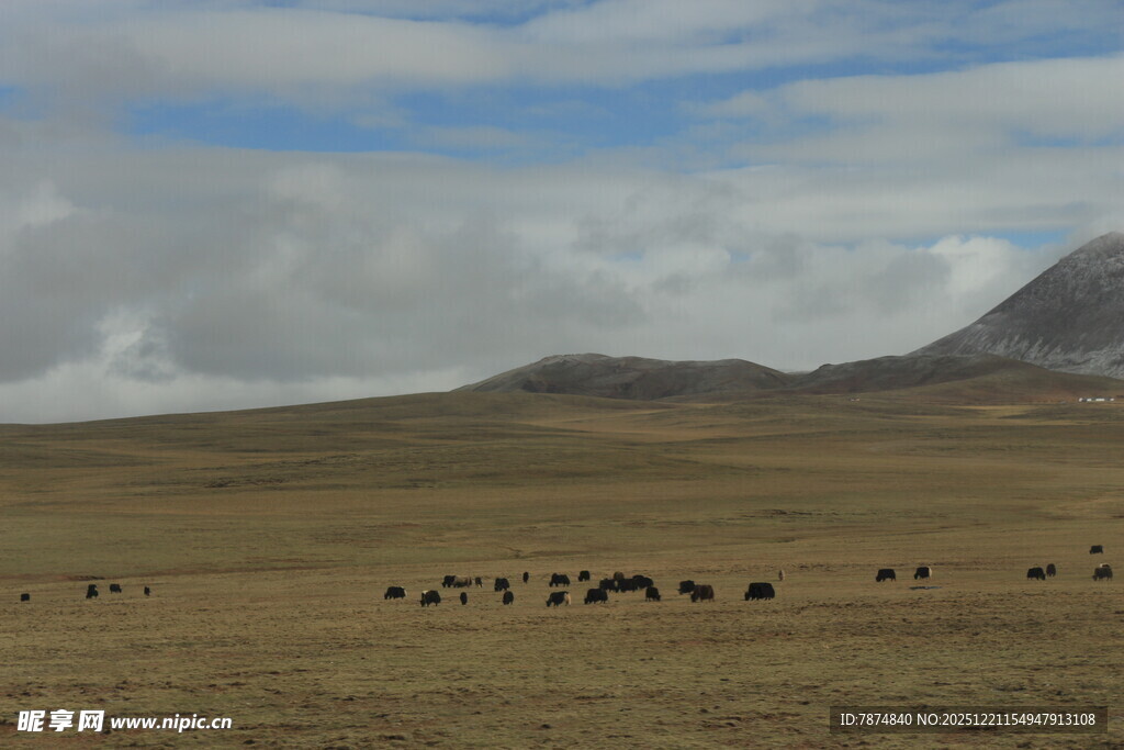 草原上的畜群与远山