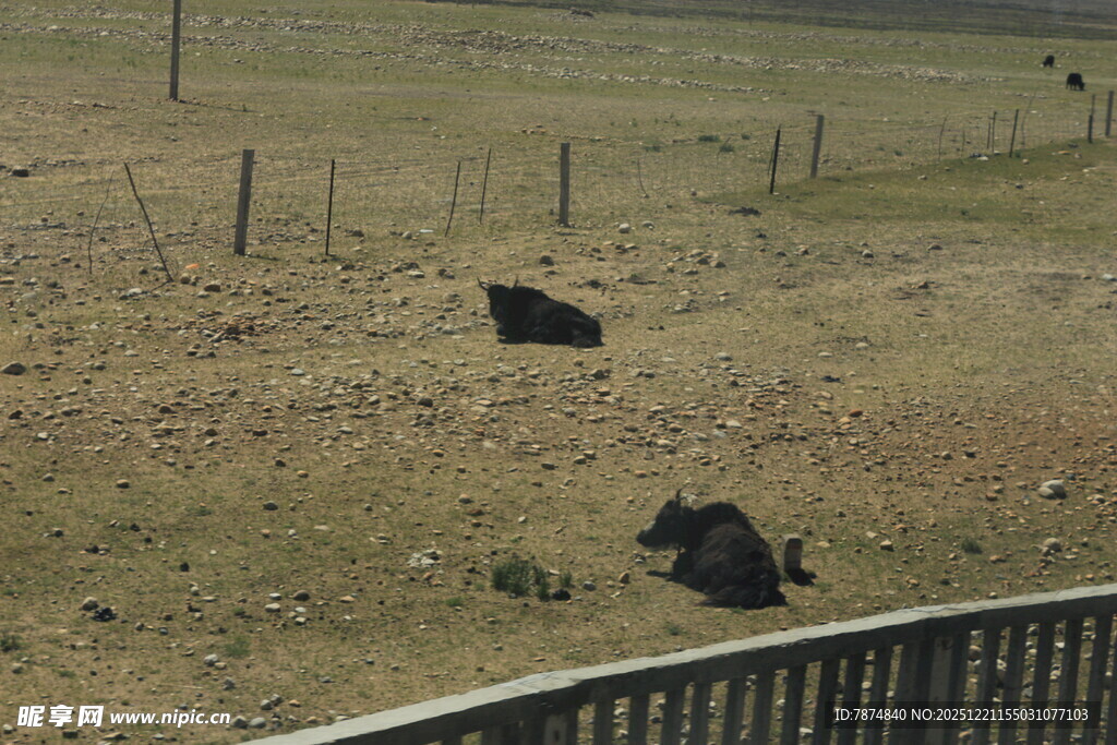 草原上休憩的几头黑牛