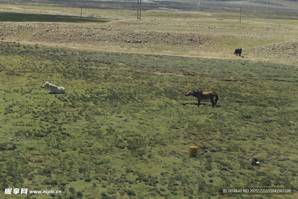 草原上的动物群
