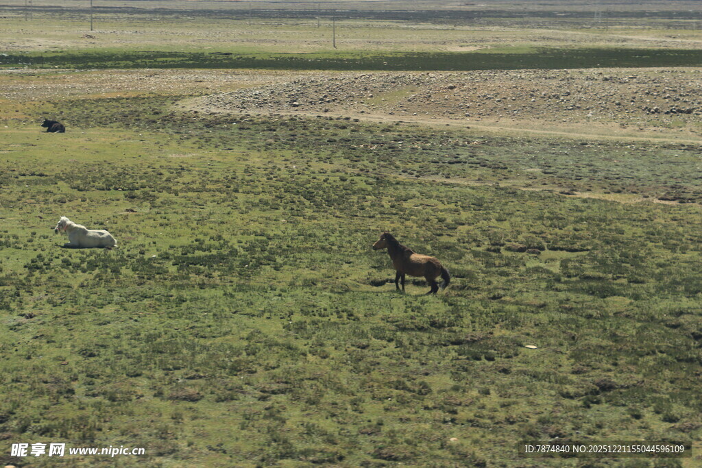 草原上的骏马与飞鸟
