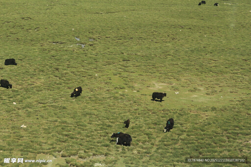 草原上的牛群