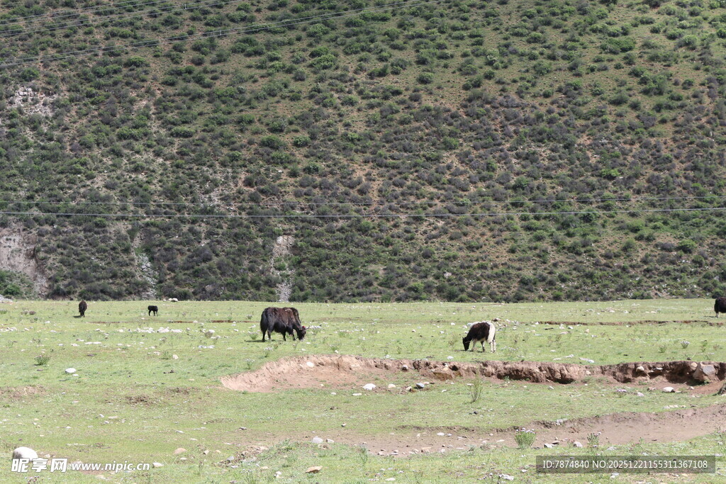 草原上的牛群