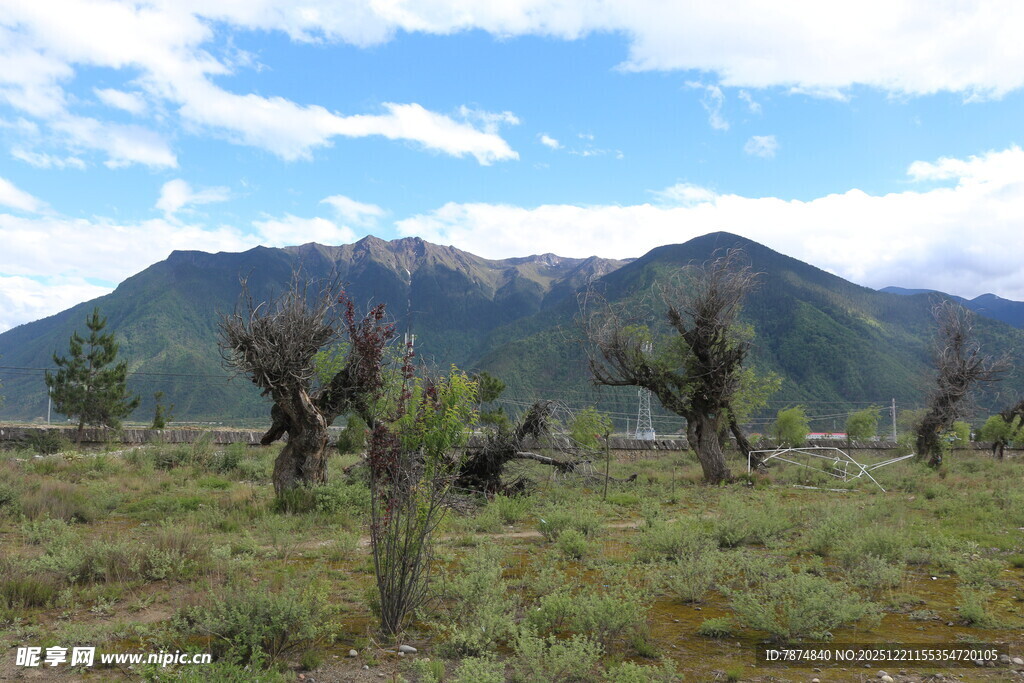 山野枯树与连绵山脉景观