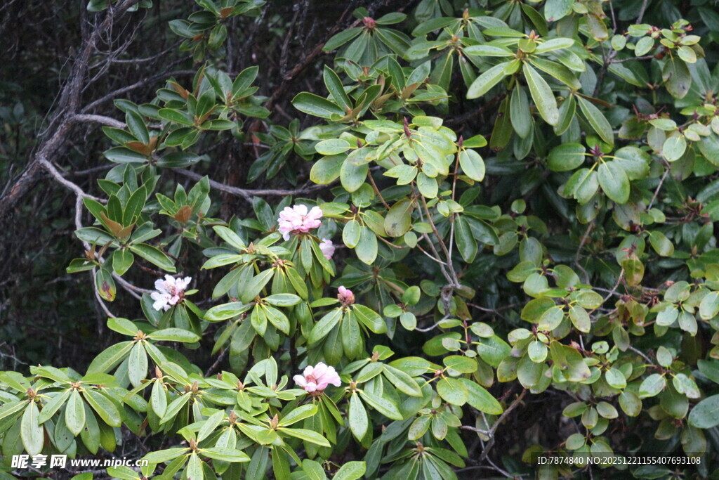 山间绽放的野蔷薇