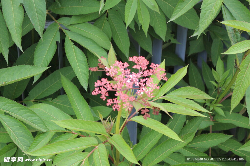 绿叶丛中的粉嫩花朵