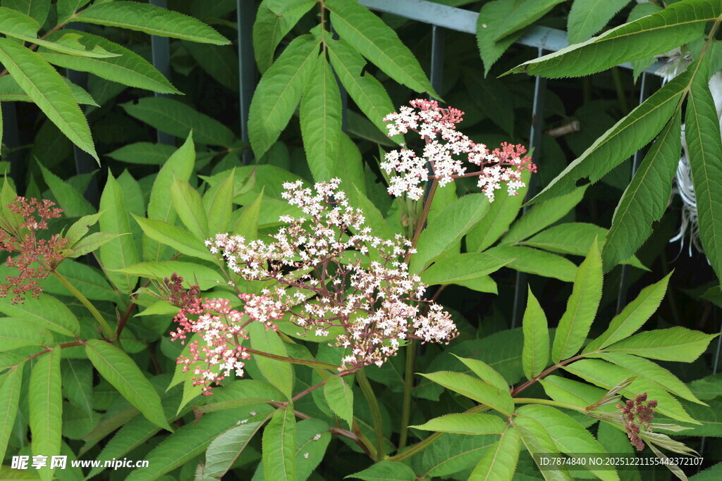 绿叶间绽放的精致小花